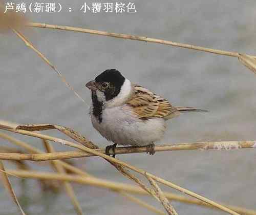 几种鹀的识别：芦鹀、苇鹀、红颈苇鹀