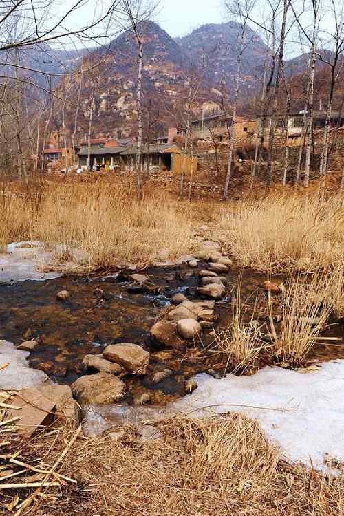 一只逝去的苍鹭