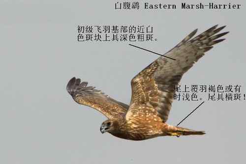 鹞的识别:白头鹞、白腹鹞、雀鹞、白尾鹞 鹞的识别:白头鹞、白腹鹞、雀鹞、白尾鹞