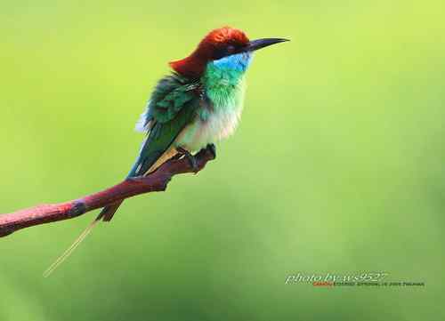 美丽养眼的蓝喉蜂虎