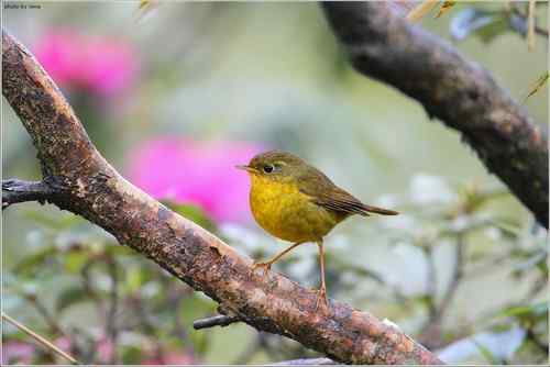 原画幅野生鸟类摄影俱乐部【精美组图】 原画幅野生鸟类摄影俱乐部【精美组图】