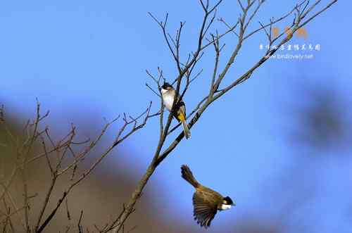 原画幅野生鸟类摄影俱乐部【精美组图】 原画幅野生鸟类摄影俱乐部【精美组图】