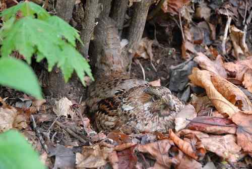 看看我长白山里的“宝贝”