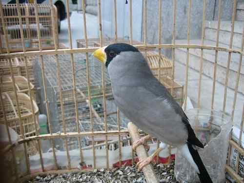 这些年干的这些(护鸟爱鸟)事 这些年干的这些(护鸟爱鸟)事