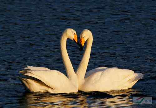 2008鸟网四季鸟类大赛一二三等奖作品