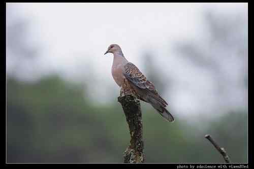 婺源之行 天望打鸟