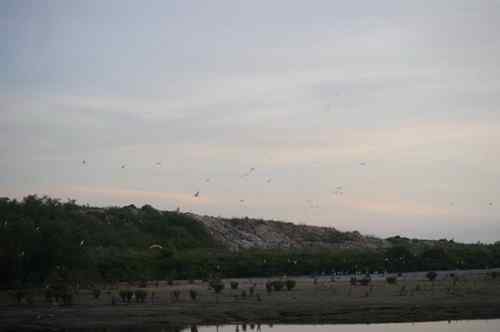 呼吁：珍惜深圳另一个“红树林”