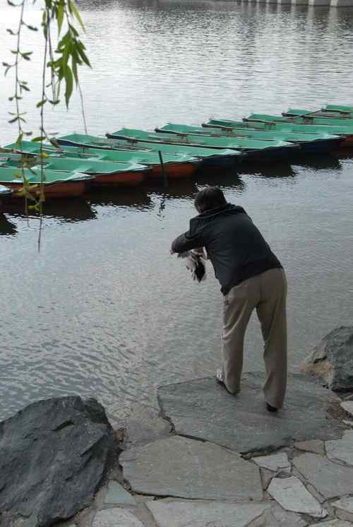 颐和园鸟人：绿头鸭蒙难获救记