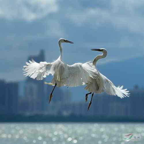 2008鸟网四季鸟类大赛一二三等奖作品