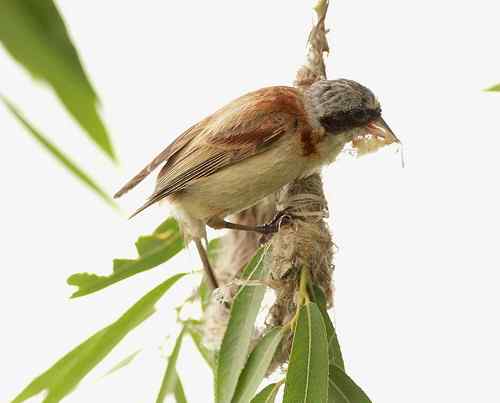愤怒与感叹：毁坏鸟巢