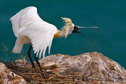 试图展现黑脸琵鹭的魅力