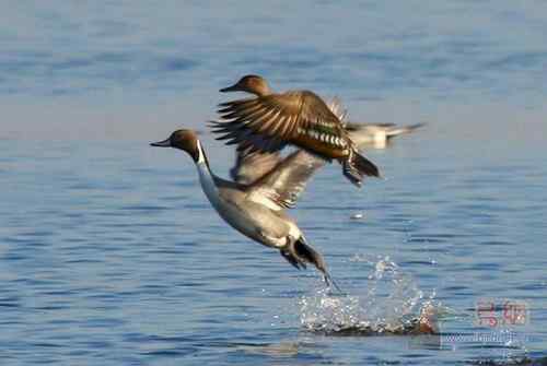 鸟类介绍---针尾鸭