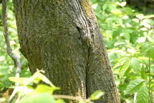 看看我长白山里的“宝贝”