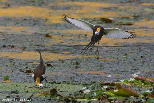 飛行及展翅之美