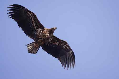 龙王庙死鸟事件初步调查