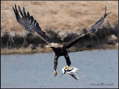 白肩鵰說…今日反嘴造早飯!!