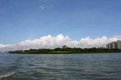 不一样的深圳湾,不一样的红树林:鸟儿的天堂