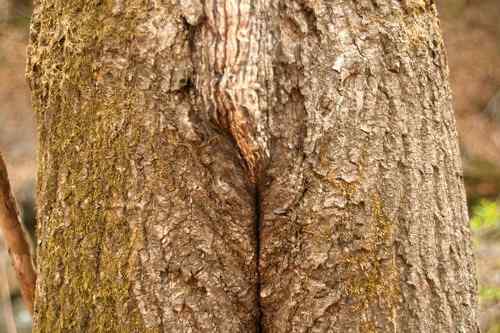 看看我长白山里的“宝贝”