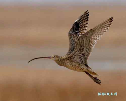 长喙英姿  各种杓鹬