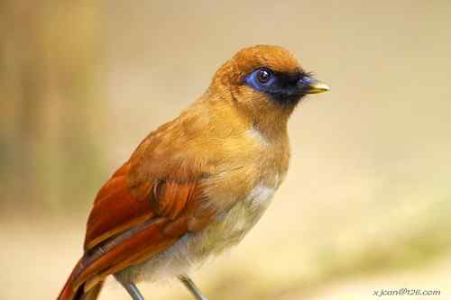 花鸟市场的逃逸鸟？绿翅金鸠和丽色噪鹛
