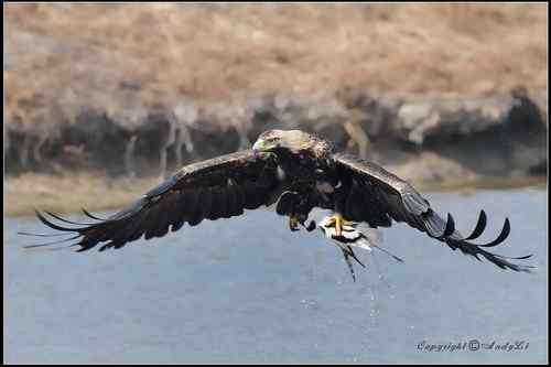 白肩鵰說…今日反嘴造早飯!!