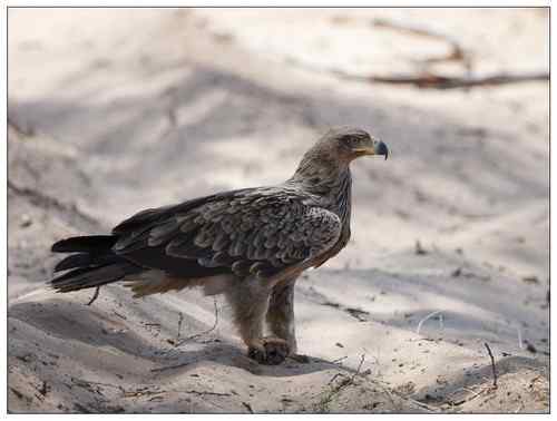 再拍非洲鸟 肯尼亚拍鸟攻略【鸟网精彩帖子盖楼300层】