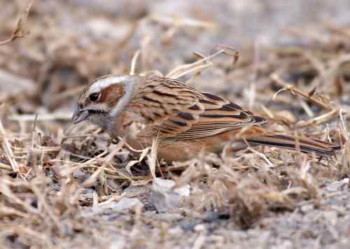 北京 二十几只林鸟