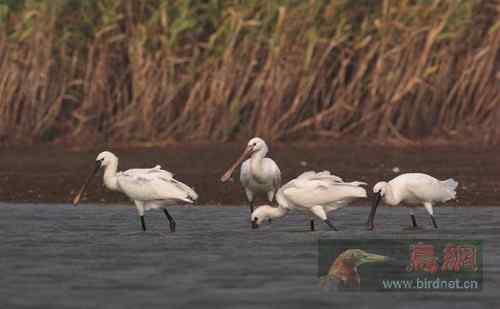国家二级保护动物  秋季白琵鹭