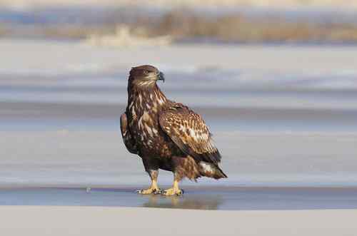 冬日野鸭湖—阳光灿烂的日子
