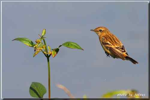 黑喉鴝【组图】