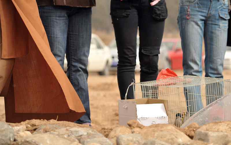 无语愧苍生：捕鸟和放生