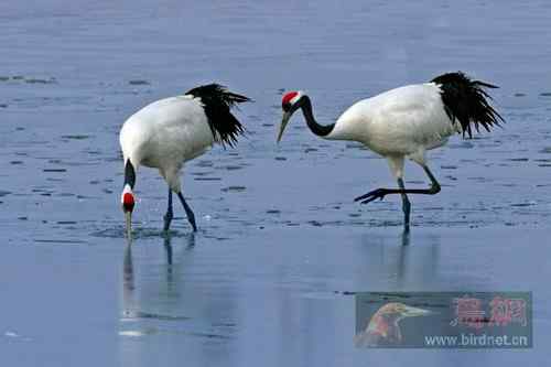 仙鹤迎春---美丽的丹项鹤