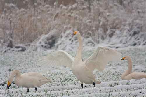 鸟情通报：三门峡黄河湿地白天鹅情况