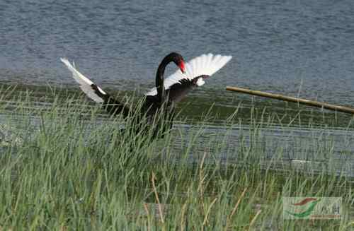 圆明园黑天鹅与工作人员展开搏斗