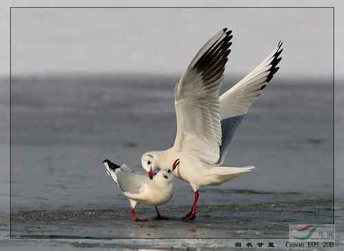 2008鸟网四季鸟类大赛一二三等奖作品