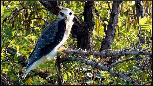黑翅鸢,好鸟! 黑翅鸢,好鸟!