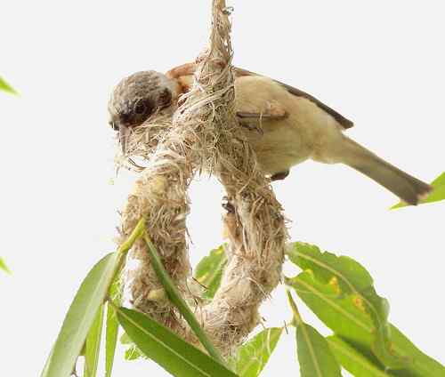 愤怒与感叹：毁坏鸟巢