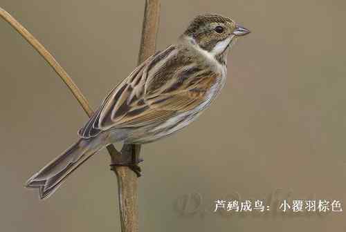 几种鹀的识别：芦鹀、苇鹀、红颈苇鹀