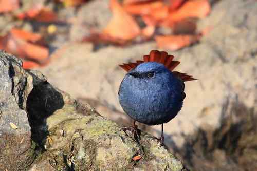 蓝色的鸟儿——红尾水鸲
