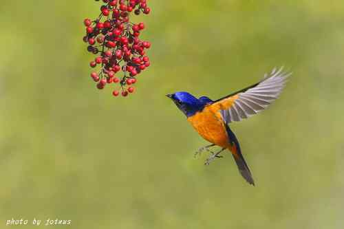 飛行及展翅之美