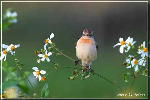 黑喉鴝【组图】