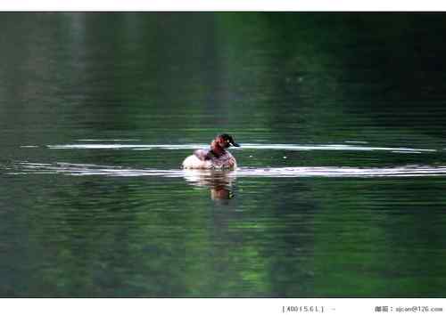 广东人观鸟散记