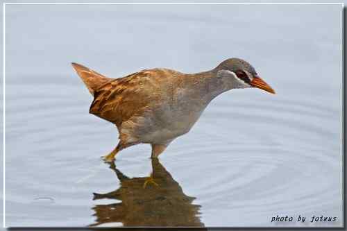 等了二十年 白眉田鸡