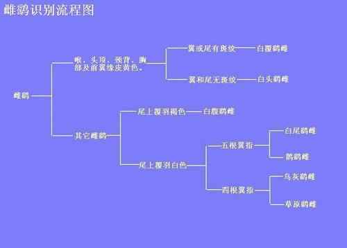 鹞的识别（归纳总结）