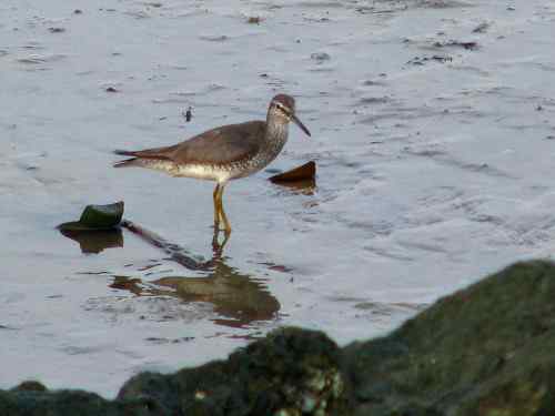 是漂鹬还是灰尾漂鹬呢？