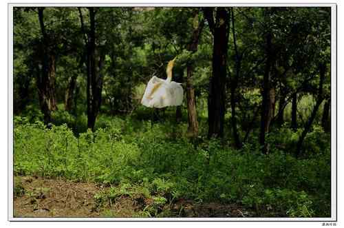 放飞记实：重伤的牛背鹭
