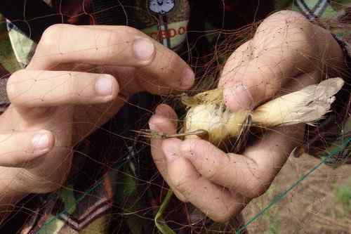 小小鸟人在行动 解救被困小鸟