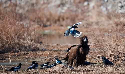 鸦、鹊戏秃鹫