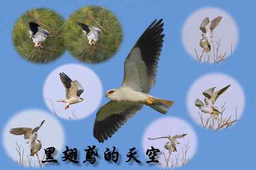 黑翅鳶的天空
