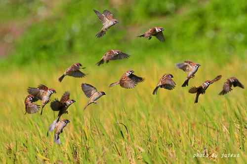 飛行及展翅之美